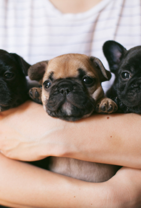 French Bulldog puppies being held in the arms of a woman.