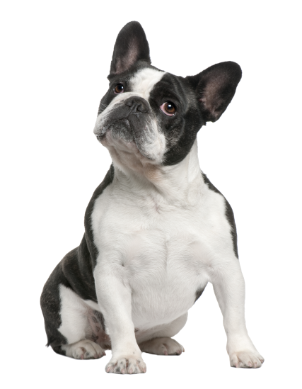 Frenchie_kisspng-french-bulldog-boston-terrier-american-bulldog-ame-promotion-border-5ae0bbcd254550.2261623115246775811527-e1659588604509