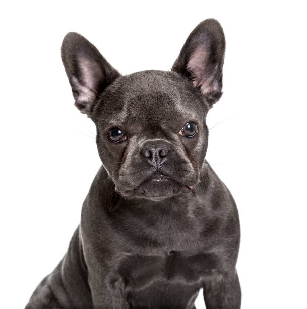 French Bulldog , 6 months, looking at camera against white background